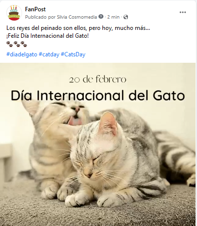 Día del Gato febrero